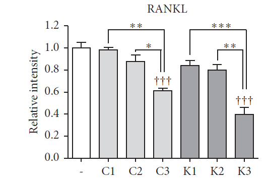 일반 유통 하수오(C1~C3) 및 한의학연 특허 기술 기반 하수오(K1~K3)의 추출물)을 SaOS-2골육종 세포에 투여 후 골다공증을 유발하는 파골세포 활성을 나타내는 랭클(RANKL) 단백질 발현량을 확인한 결과이다. *, **, ***은 C1 또는 C2 대비 C3의 발현량, K1 또는 K2 대비 K3의 발현량이 통계적으로 유의미하게 감소하였다. 특히 C3 대비 K3가 통계적으로 보다 유의미하게 랭클(RANKL) 단백질 발현량이 더 감소했다.